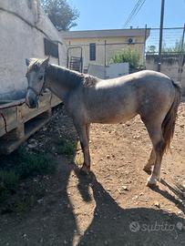 Cavallo puledro