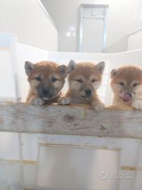 Cuccioli d'appartamento