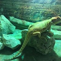 Pogon femmina orange Dutch leatherback