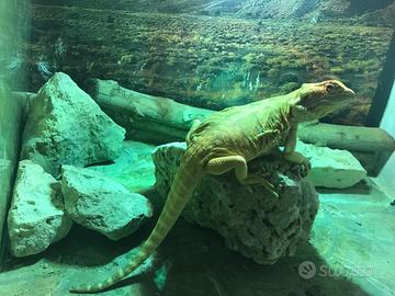 Pogon femmina orange Dutch leatherback