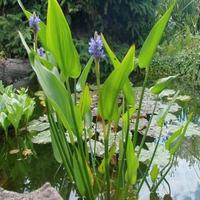 PIANTE ACQUATICHE PER LAGHETTO