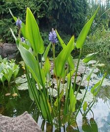 PIANTE ACQUATICHE PER LAGHETTO