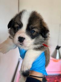 Welsh Corgi Pembroke
