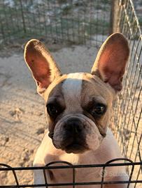 Bulldog francese