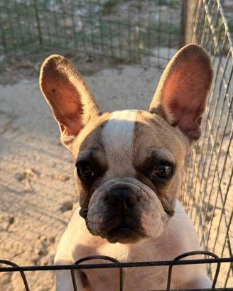 Bulldog francese