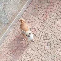Chihuahua femmina