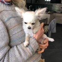 Cuccioli di chihuahua
