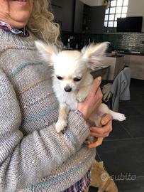 Cuccioli di chihuahua