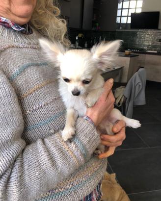 Cuccioli di chihuahua