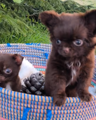 Cuccioli chihuahua