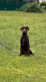 Addestratore cinofilo