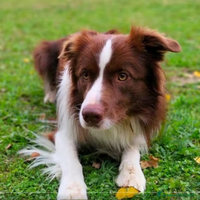 Border Collie per monta