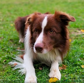 Border Collie per monta