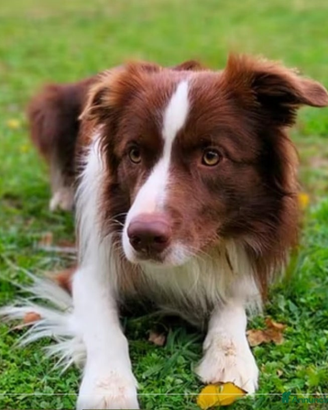 Border Collie per monta