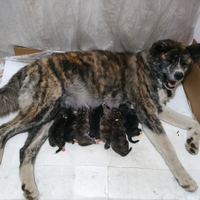 Cuccioli di akita inu