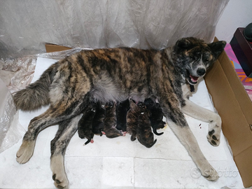 Cuccioli di akita inu