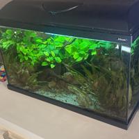 Acquario