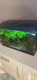 Acquario