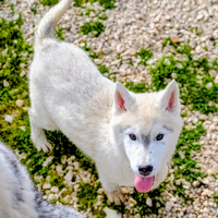 Cucciolo di Siberian husky
