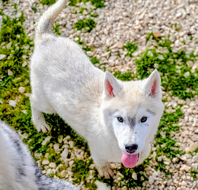 Cucciolo di Siberian husky