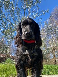 cocker femmina disponibile per accoppiamento
