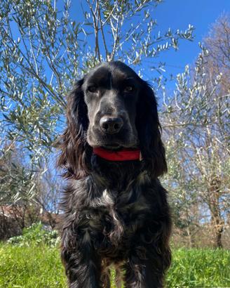 cocker femmina disponibile per accoppiamento