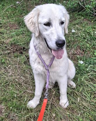 Golden retriever