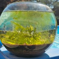 bio sfera acquatica attiva 