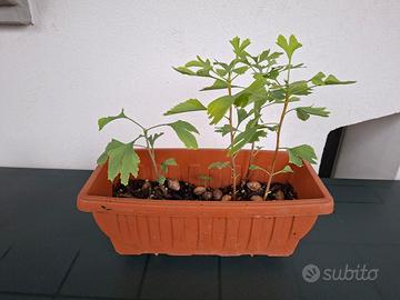 4 Piantine di Ginkgo Biloba - bonsai

