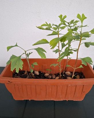 4 Piantine di Ginkgo Biloba - bonsai

