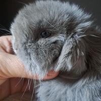 Coniglio Ariete Nano Minilop di razza