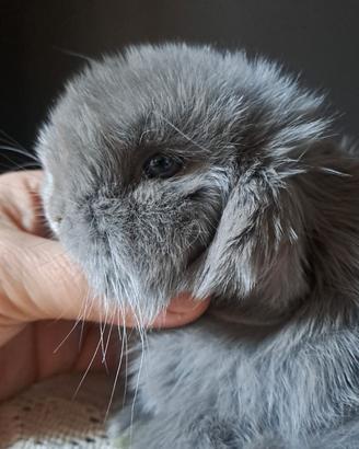 Coniglio Ariete Nano Minilop di razza