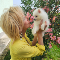 Allevamento volpini italiani