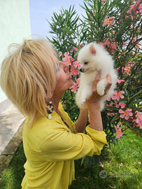 Allevamento volpini italiani