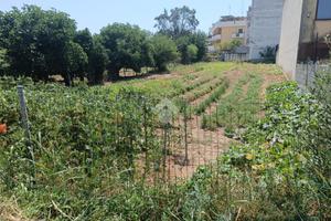 TER. AGRICOLO A CASSANO DELLE MURGE