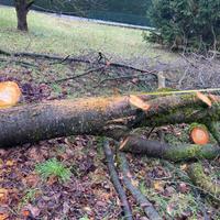 Legno ciliegio per arredamento