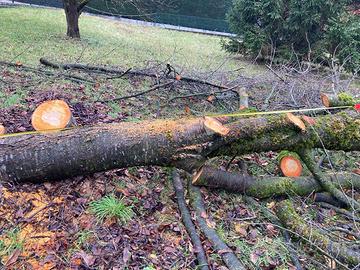 Legno ciliegio per arredamento