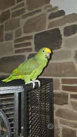 Pappagallo Amazzone testa gialla