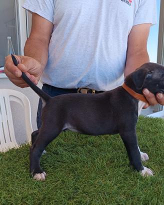 American Pitbull terrier ukc