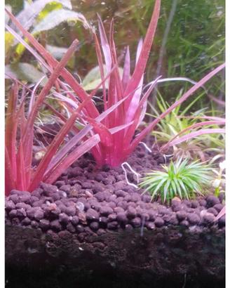 crea il tuo pacchetto piante acquario con raritá 