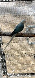 Parrocchetti dal collare cleartail