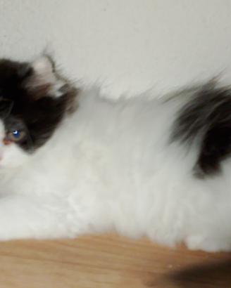 Gattini