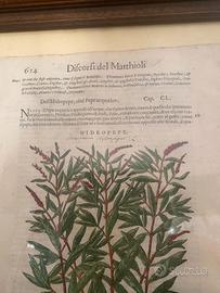 xilografia da antico erbario Matthioli