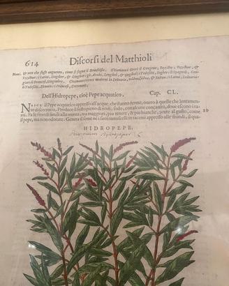 xilografia da antico erbario Matthioli