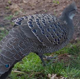 Maschio fagiano chinquis