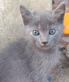 Gattini