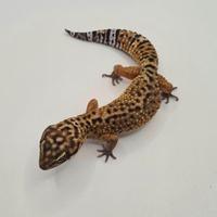 Geco leopardino