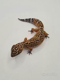 Geco leopardino