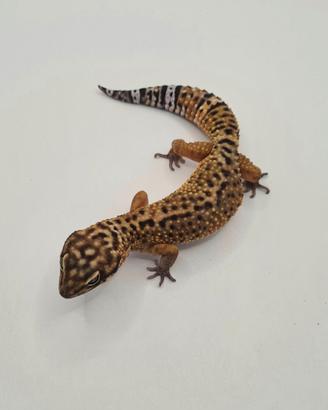 Geco leopardino