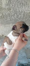 Bulldog francese